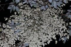 Notothixos subaureus