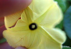 Ipomoea ochracea