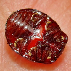 Chrysolina clarki