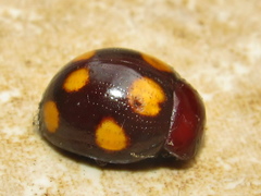 Chrysolina clarki