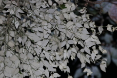 Notothixos subaureus