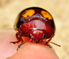 Chrysolina clarki