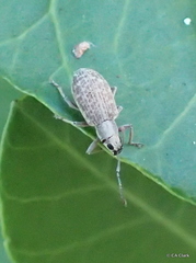 Cyphicerini