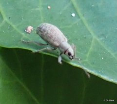 Cyphicerini