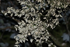 Notothixos subaureus