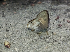 Euselasia eucerus