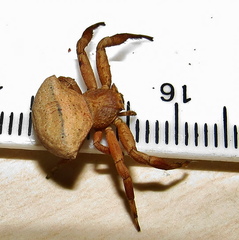 Thomisus scrupeus