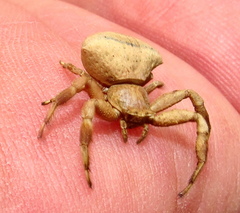 Thomisus scrupeus