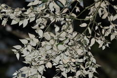 Notothixos subaureus