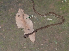 Bothrops