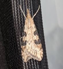 Udea turmalis
