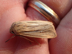 Leucania phragmitidicola