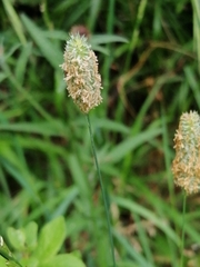 Phleum bertolonii