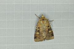 Diarsia jucunda