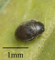 Stethorus punctum