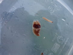 Notoplana sanguinea