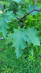 Datura stramonium