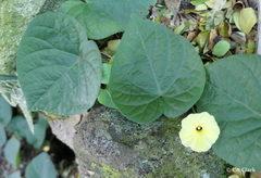 Ipomoea ochracea