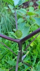 Datura stramonium
