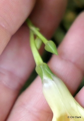 Ipomoea ochracea