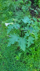 Datura stramonium