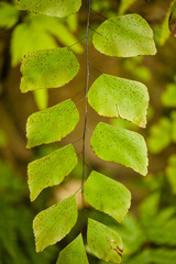 Adiantum anceps