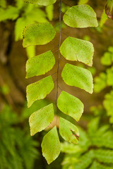 Adiantum anceps