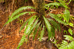 Blechnum fragile