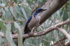 Aphelocoma insularis