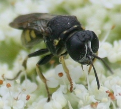 Anacrabro ocellatus