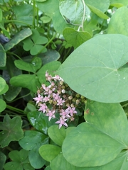 Pentas lanceolata