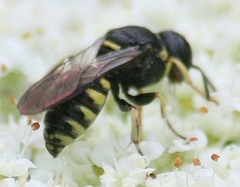 Anacrabro ocellatus