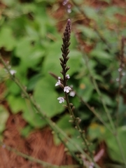Verbena