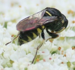 Anacrabro ocellatus