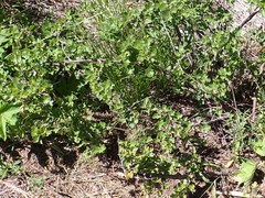 Ribes roezlii roezlii