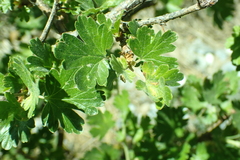 Ribes roezlii roezlii