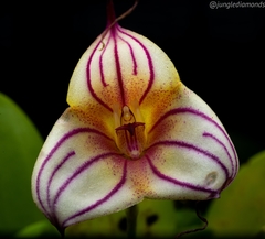 Masdevallia