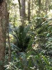 Macrozamia douglasii
