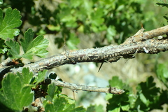 Ribes roezlii roezlii