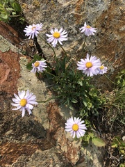 Erigeron simplex
