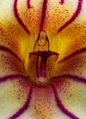 Masdevallia