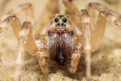 Allocosa brasiliensis