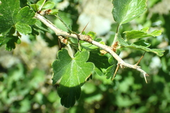 Ribes roezlii roezlii