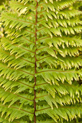 Nephrolepis hirsutula