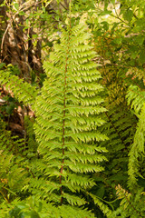 Nephrolepis hirsutula