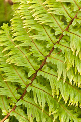 Nephrolepis hirsutula