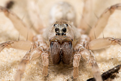 Allocosa brasiliensis