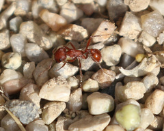 Pogonomyrmex occidentalis