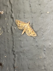 Niphograpta albiguttalis