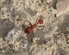 Pogonomyrmex occidentalis